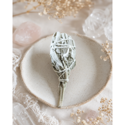 Californian White Sage- 10 cm